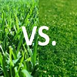 Artificial Turf Vs natural Grass