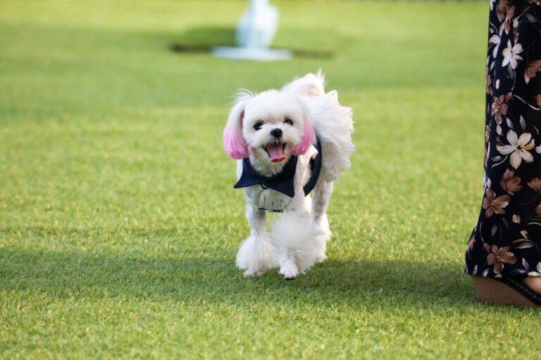 Pet-Friendly Artificial Turf​ Mississauga